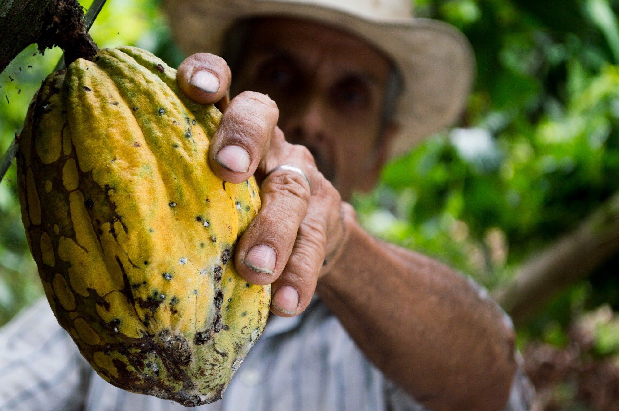 The Bittersweet Journey: Challenges of Ethically Sourced Chocolates and the Battle Against the Slave Trade